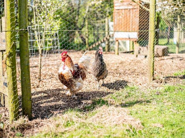 Garden and grounds | Hollow Creek Cottage, Kirkandrews-on-Eden, near Carlisle