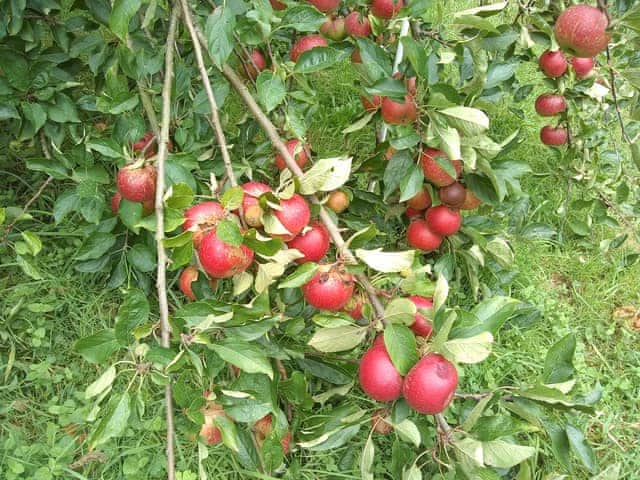 Your garden apple juice in the making. | Tucked Away, Linkinhorne, near Callington