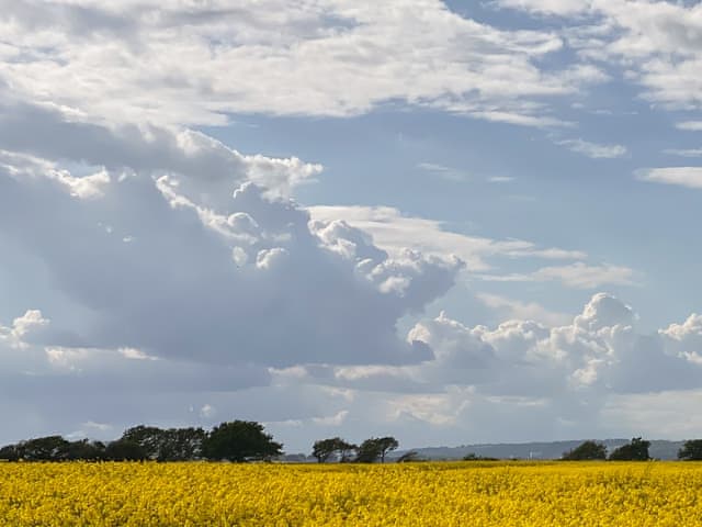 Surrounding area - rapeseed field | Framingham, Hayling Island