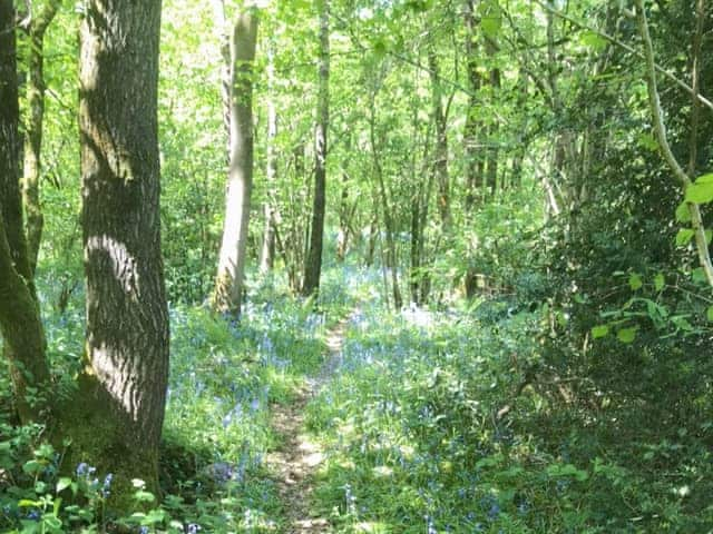 Surrounding woodland walks | Oak Lodge - Greystones, Edwyn Ralph, near Bromyard