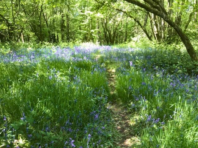 Surrounding woodland walks | Oak Lodge - Greystones, Edwyn Ralph, near Bromyard