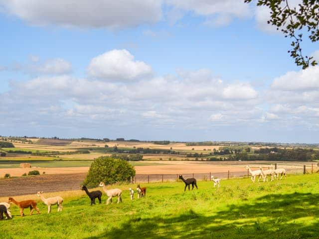 Setting | Alpaca Lodge, Grantham