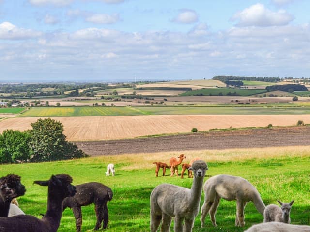 Setting | Alpaca Lodge, Grantham