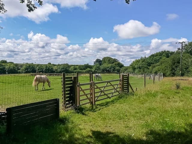 Dog secure paddock on request | Four Seasons Cottage, Torrington