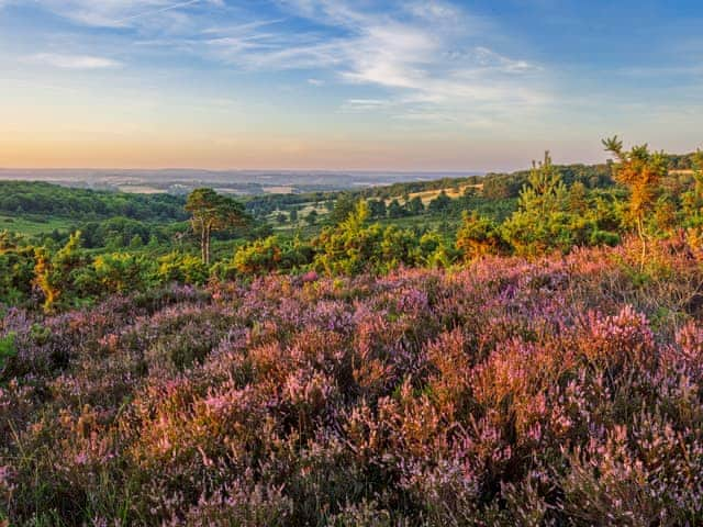 Ashdown Forest