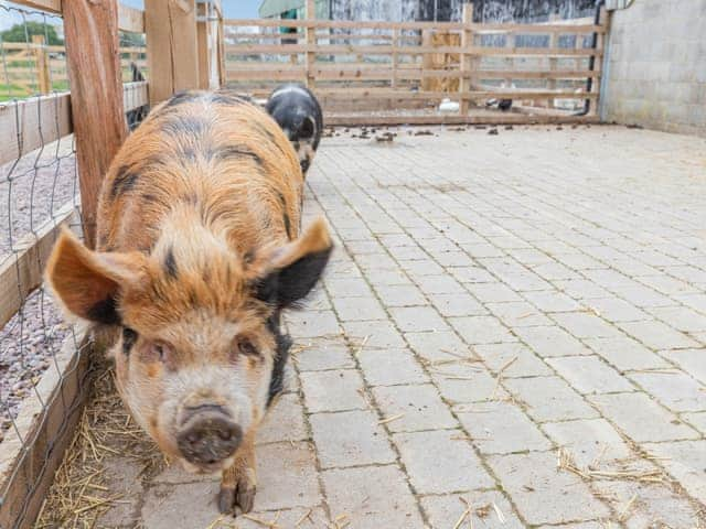 Local attraction | The Old Haybarn - Brookfields Holiday Farm, Church Broughton, near Derby