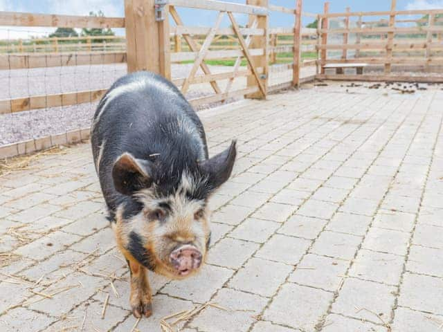 Local attraction | The Old Haybarn - Brookfields Holiday Farm, Church Broughton, near Derby