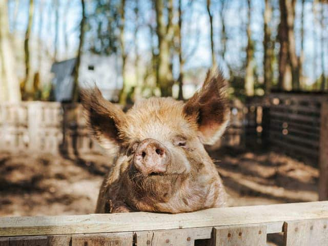 Jacob&rsquo;s Folly - Rosslyn Glamping, Melton Constable