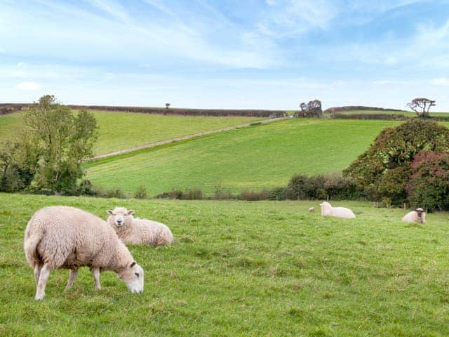 View | Hernmargh Skiber, Langford Hele, near Marhamchurch