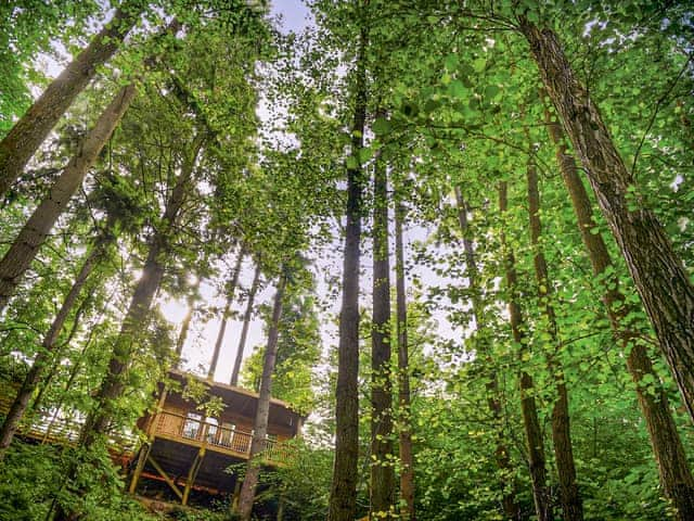 Treetop Cabin - Redwood Valley Cabins and Yurts, Presteigne