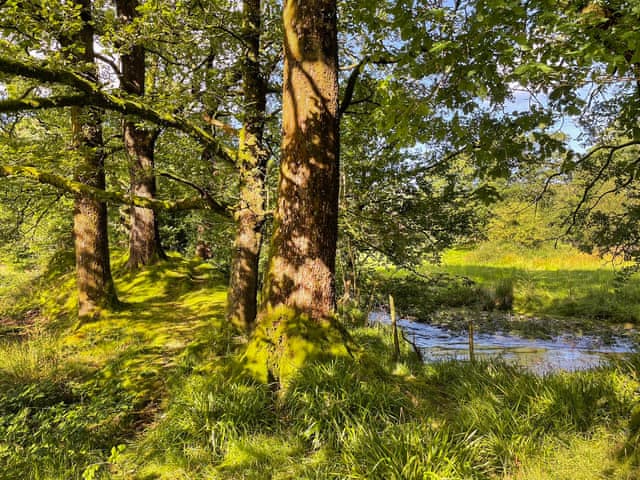 Wildlife area overlooking the brook | Town End Barn, Satterthwaite near Coniston