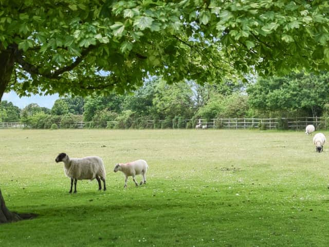 Surrounding area | Kestrel Cottage, Tavistock