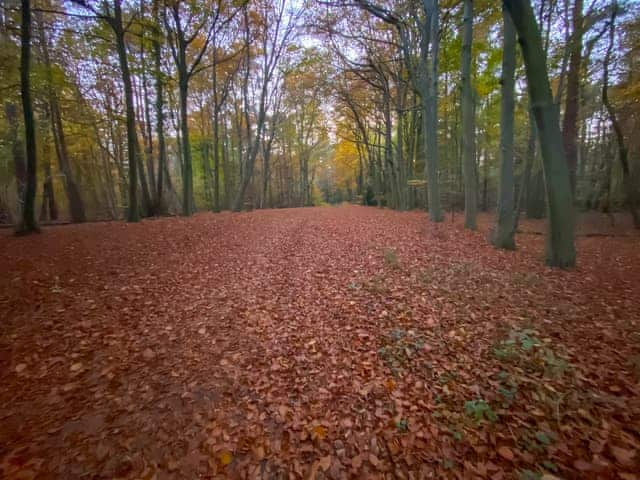 Thetford forest 5 minute walk from Middle Farm | Middle Farm, East Harling, near Thetford