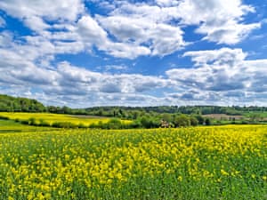 Suffolk Countryside