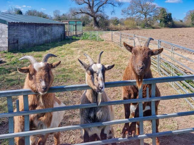 Outdoor | Oak Barn, Metton