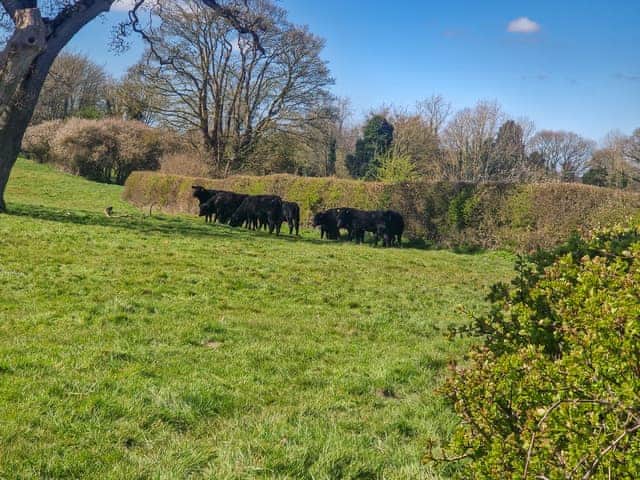 Outdoor | Oak Barn, Metton