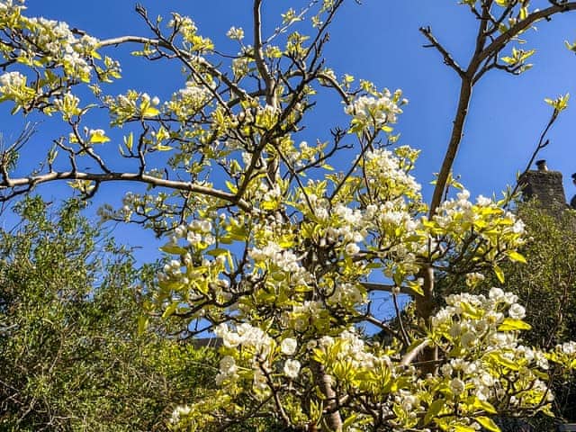 Pear Tree in blossom | Pear Tree Cottage, Wirksworth, near Matlock