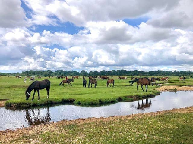 Lots of beautiful walks straight from your door. | The Annexe @ The Roost, Frogham, near Ringwood