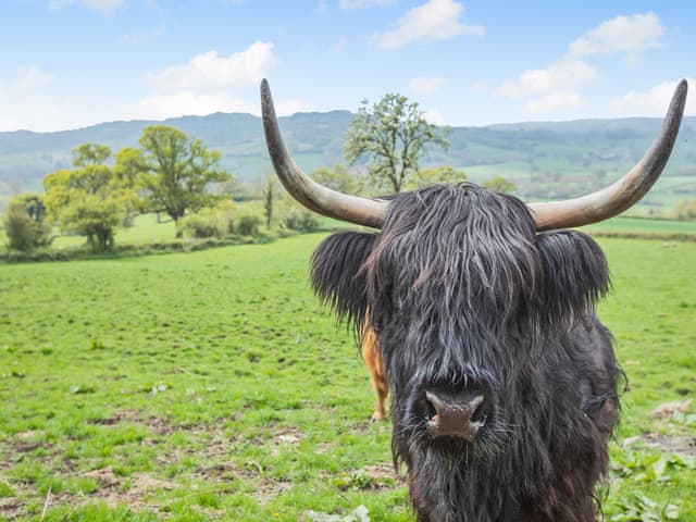 Surrounding area | Osmore Orchard, Membury