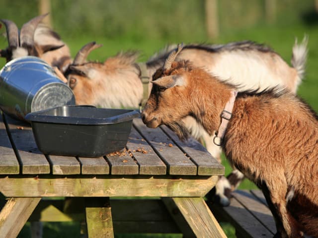 Outdoor | North Thorne - The Tractor Barn - North Thorne, Bratton Fleming