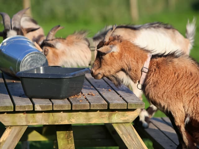 Outdoor | The Calving Barn - North Thorne, Bratton Fleming
