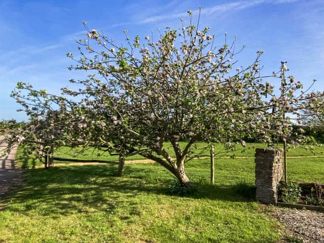 Garden | Willow Lodge, Boys Hill, near Sherborne