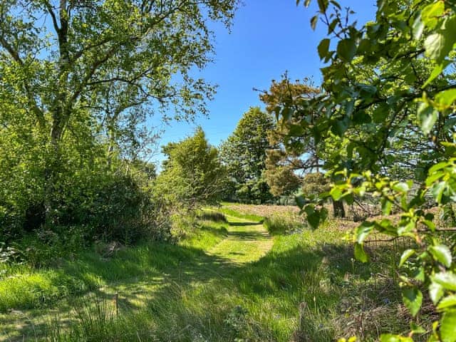 A snippet of our 20+ acres of private woodland to explore | Bellshill Tower - UKG_896 : Bellshill Cottages, Belford, near Bamburgh