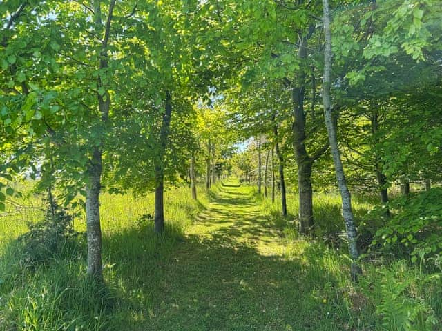 A snippet of our 20+ acres of private woodland to explore | Bellshill Tower - UKG_896 : Bellshill Cottages, Belford, near Bamburgh