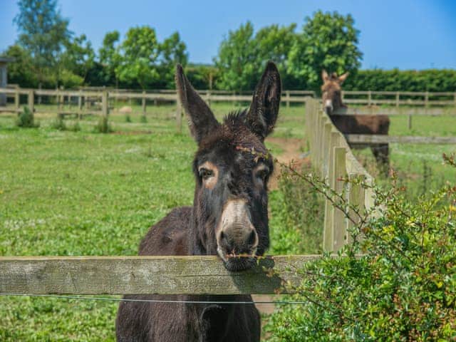 Surrounding area | Cowslip Cottage - Clapham Holme Farm Cottages, Great Hatfield, near Hornsea