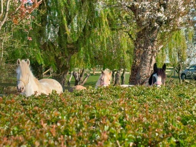 Some of our horses you may see around | The Crofts, Winsford