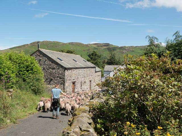 Driving livestock through the country lanes | Lookin How, Dockray