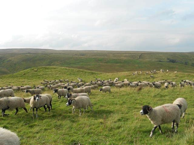 Wide open moorland | Beech Cottage, Carlton-in-Coverdale near Leyburn