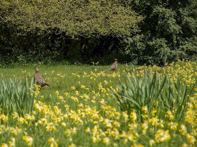 The natural planting and wildflower meadow is a haven for wildlife | Pheasants Hill Old Byre, Hambleden, near Henley-on-Thames