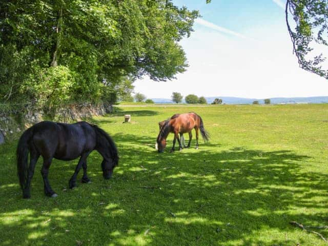 Dartmoor ponies on the nearby moorland at Long Ash | Annie&rsquo;s Cottage, Milton Combe, near Yelverton