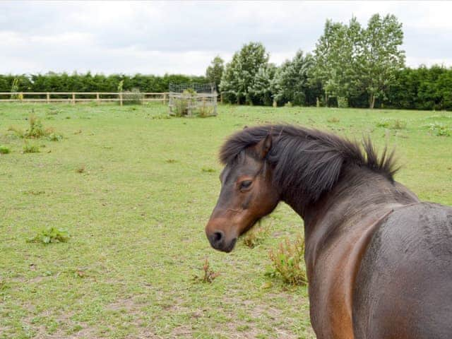 Horses are amongst the range of friendly farm animals | Clapham Holme Farm Cottages, Great Hatfield, near Hornsea