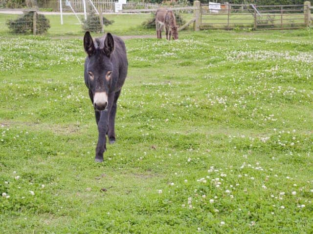 Donkeys are amongst the range of friendly farm animals | Clapham Holme Farm Cottages, Great Hatfield, near Hornsea