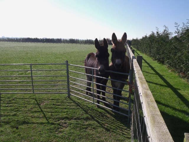 Donkeys are amongst the range of friendly farm animals | Clapham Holme Farm Cottages, Great Hatfield, near Hornsea