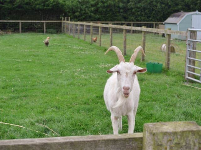 Goats are amongst the range of friendly farm animals | Clapham Holme Farm Cottages, Great Hatfield, near Hornsea