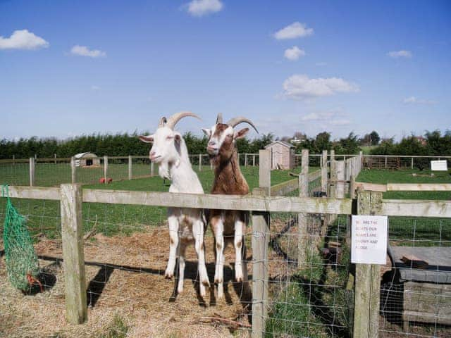 Goats are amongst the range of friendly farm animals | Clapham Holme Farm Cottages, Great Hatfield, near Hornsea