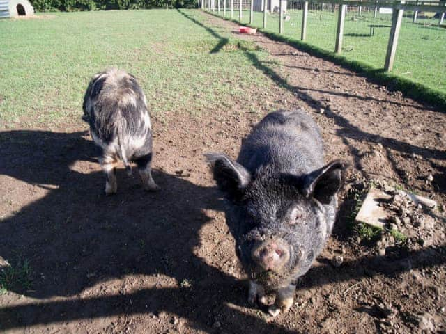 Pigs are amongst the range of friendly farm animals | Clapham Holme Farm Cottages, Great Hatfield, near Hornsea