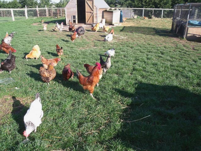 Chickens are amongst the range of friendly farm animals | Clapham Holme Farm Cottages, Great Hatfield, near Hornsea