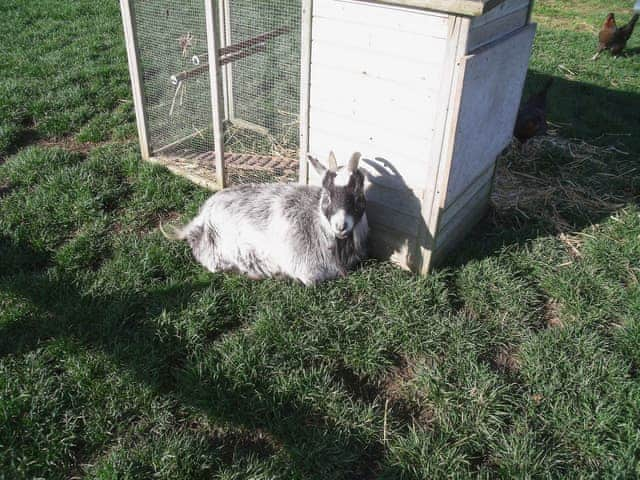 Rare breed goats are amongst the range of friendly farm animals | Clapham Holme Farm Cottages, Great Hatfield, near Hornsea