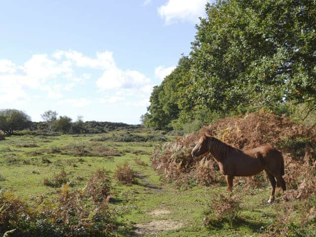 The wild-roaming New Forest ponies