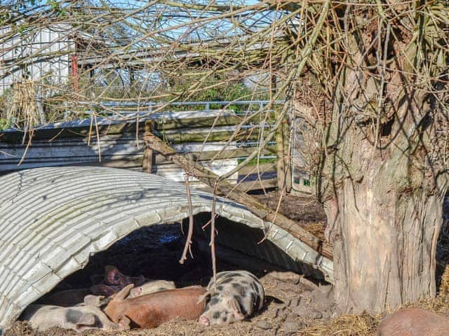 Enjoy the livestock on the farm | Milton End Farm Barns, Arlingham, near Frampton-on-Severn