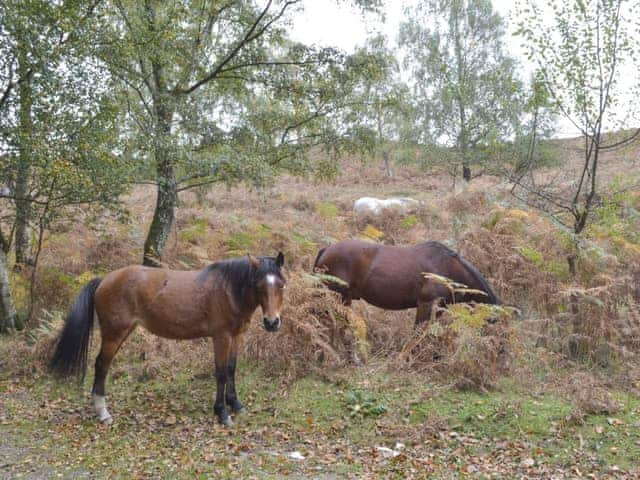 New Forest Ponies