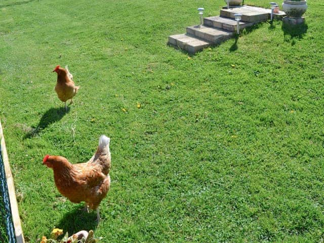 Chickens in owners garden | Daisy&rsquo;s Cottage Annexe, Niton, nr. Ventnor