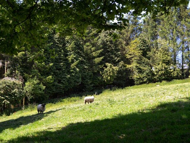 Sheep | Ash Lodge, Clatworthy