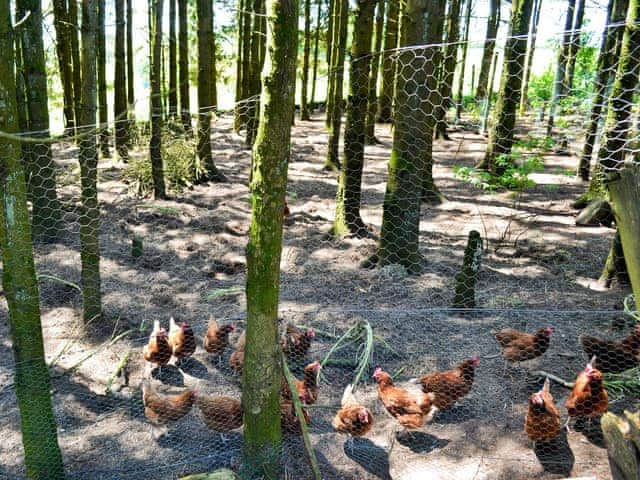 Hens | Ash Lodge, Clatworthy