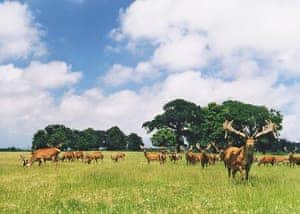 Deer park | Deer Park Lookout, Gunton Park, nr. Hanworth