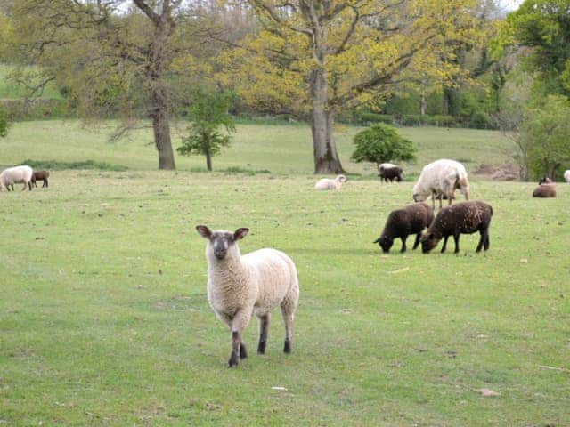 Surrounding area | The Peacock Barn, Burwash